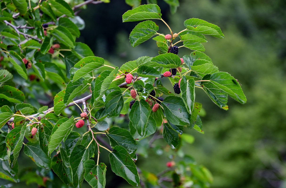 Изображение особи Morus alba.