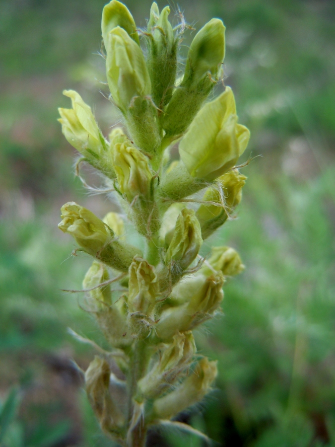 Image of Oxytropis pilosa specimen.