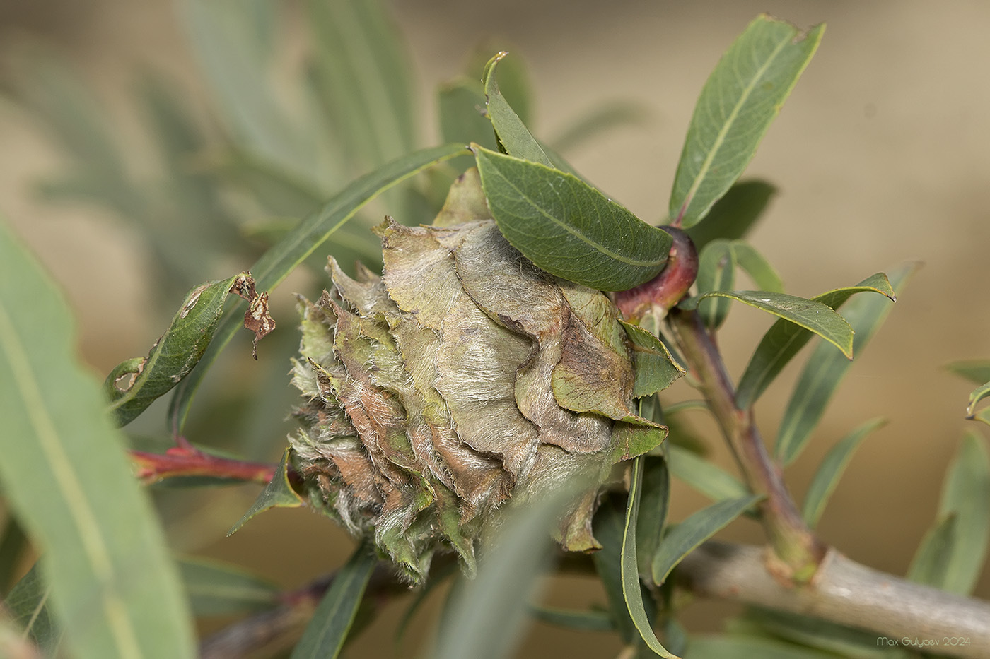 Image of Salix purpurea specimen.