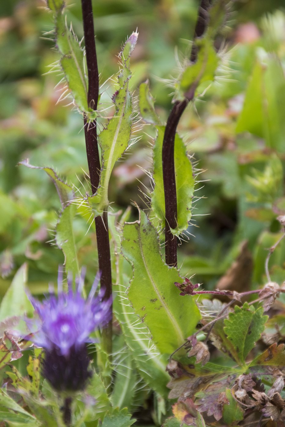 Изображение особи Cirsium simplex.