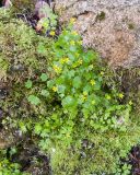 Saxifraga cymbalaria. Куртинка цветущих растений. Карачаево-Черкесия, Зеленчукский р-н, гора Джисса, ≈ 1400 м н.у.м., облеснённая балка, среди валунов у ручья. 15.06.2024.