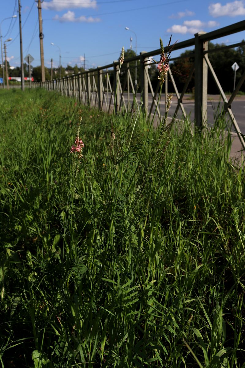 Изображение особи Onobrychis viciifolia.