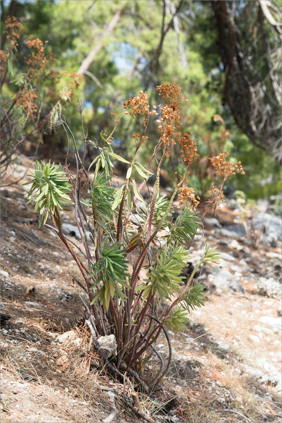 Image of genus Euphorbia specimen.