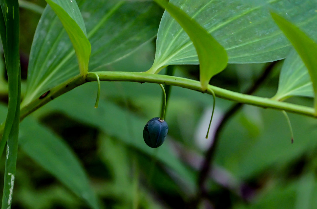 Image of Polygonatum maximowiczii specimen.