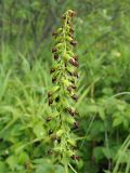 Epipactis helleborine