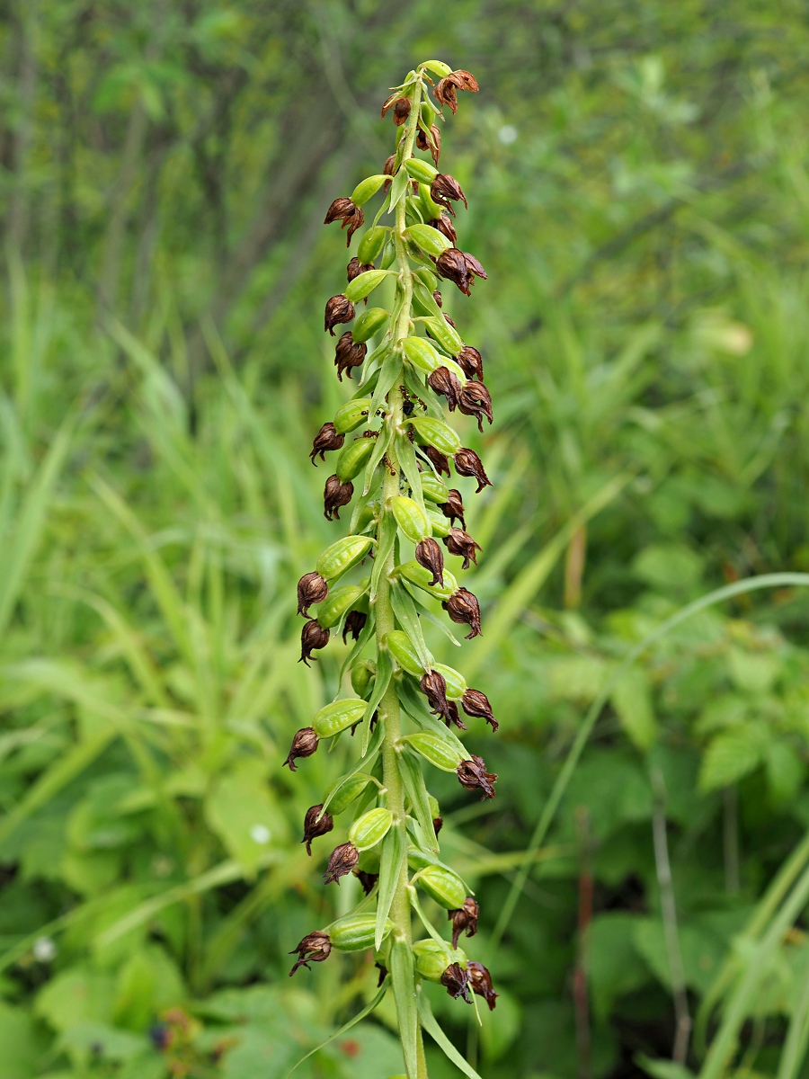 Изображение особи Epipactis helleborine.