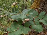 Paeonia daurica. Верхняя часть плодоносящего растения. Крым, Южный Берег, вершина горы Аю-Даг, дубовый лес. 25.05.2024.