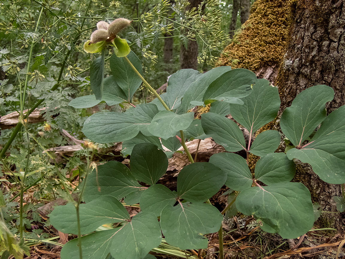 Image of Paeonia daurica specimen.