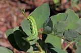 Lathyrus japonicus ssp. pubescens