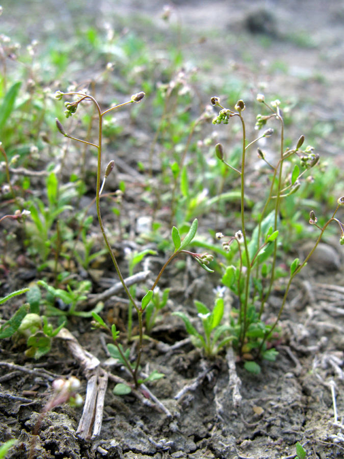 Image of Hymenolobus procumbens specimen.