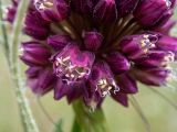 Allium rotundum