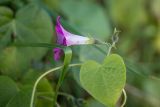 Ipomoea purpurea