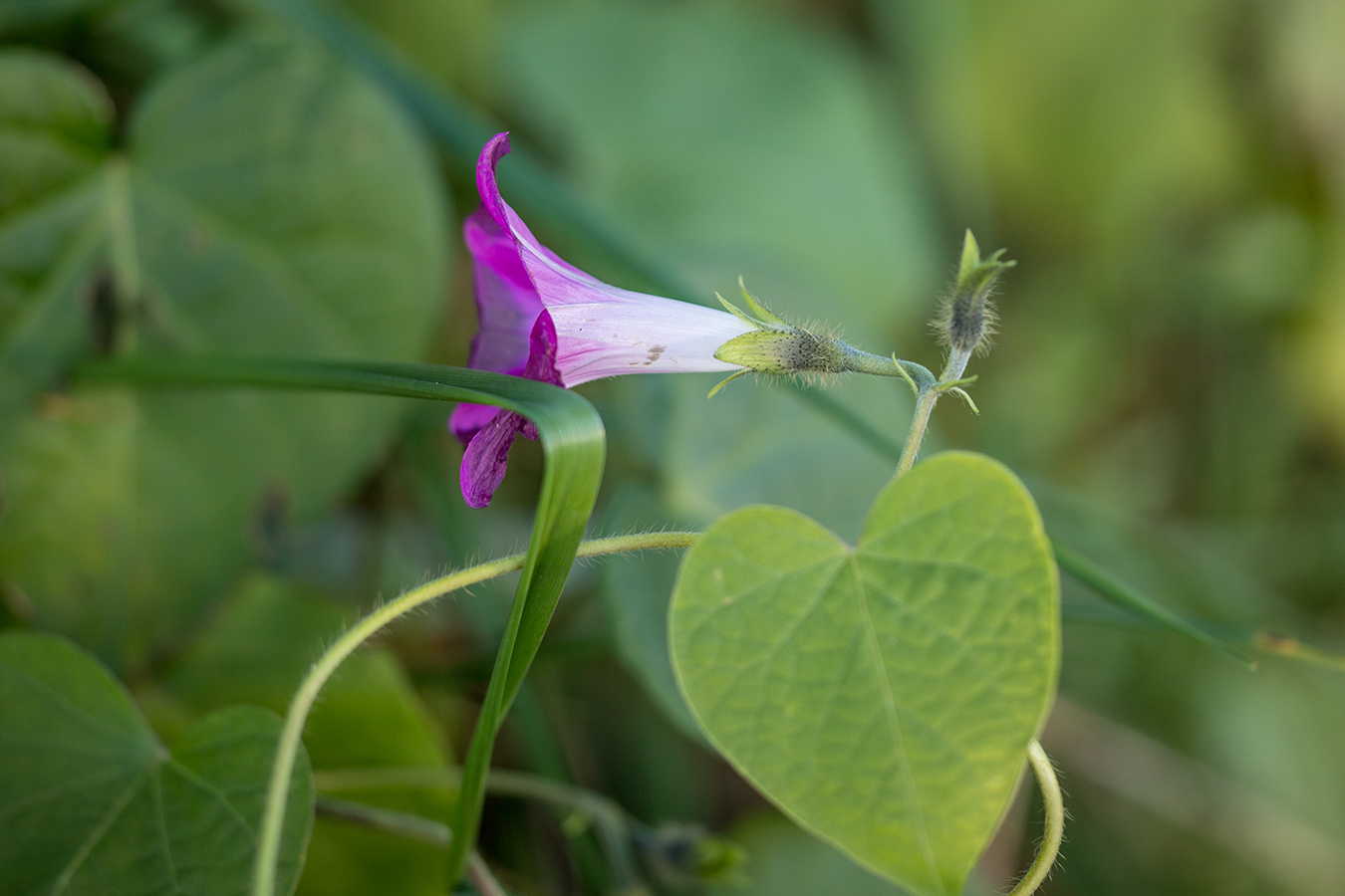 Image of Ipomoea purpurea specimen.