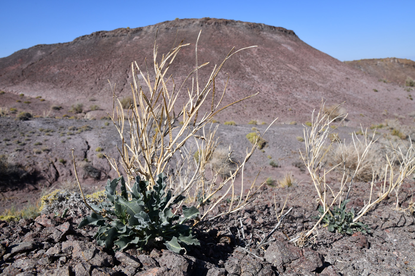 Image of Matthiola tatarica specimen.