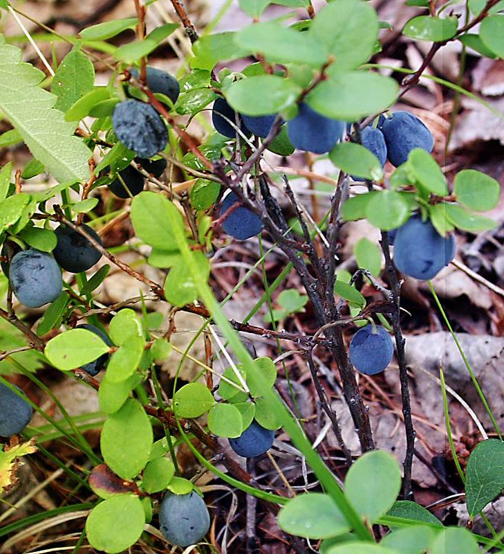 Image of Vaccinium uliginosum specimen.