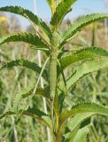 Senecio sarracenicus