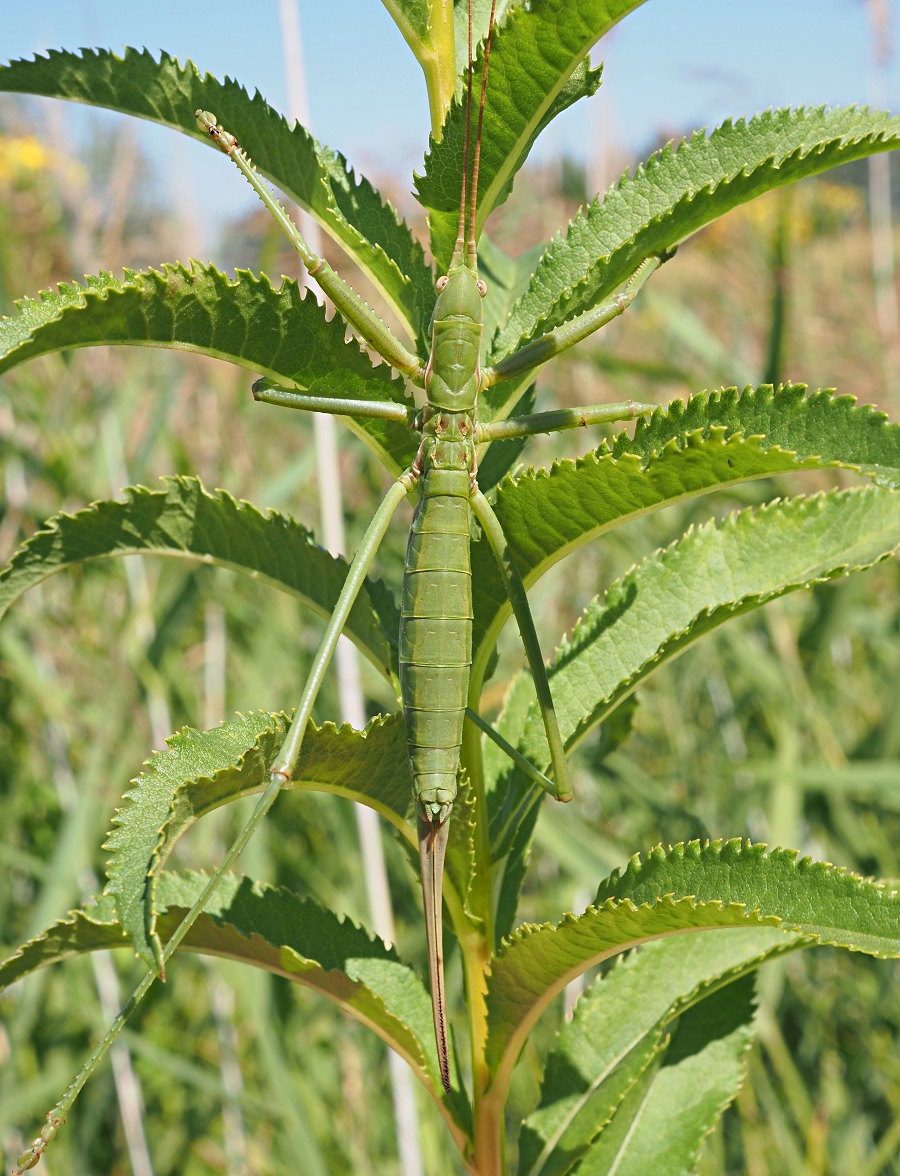 Image of Senecio sarracenicus specimen.