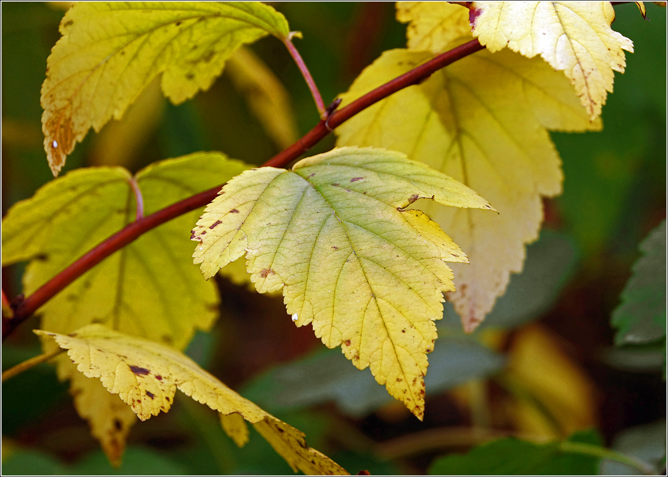 Изображение особи Physocarpus opulifolius.