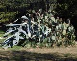 Agave americana