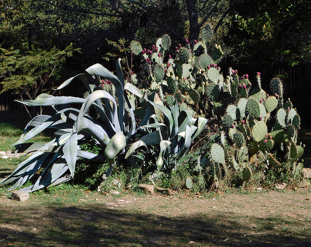 Изображение особи Agave americana.