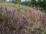 Teucrium chamaedrys