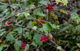 Viburnum opulus. Верхушка ветви с соплодиями и повреждёнными листьями. Московская обл., гор. округ Балашиха, Озёрный лесопарк, берег оз. Чёрное, смешанный лес. 15.09.2024.