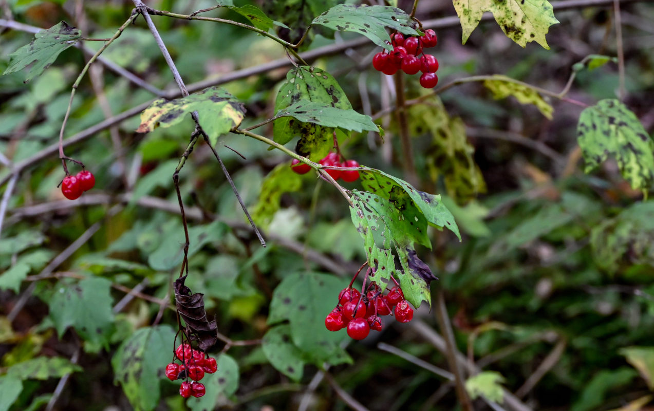 Изображение особи Viburnum opulus.