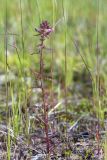 Pedicularis palustris. Цветущее растение. Карелия, восточный берег оз. Топозеро, низинное болото у границы с песчаным пляжем. 03.07.2024.