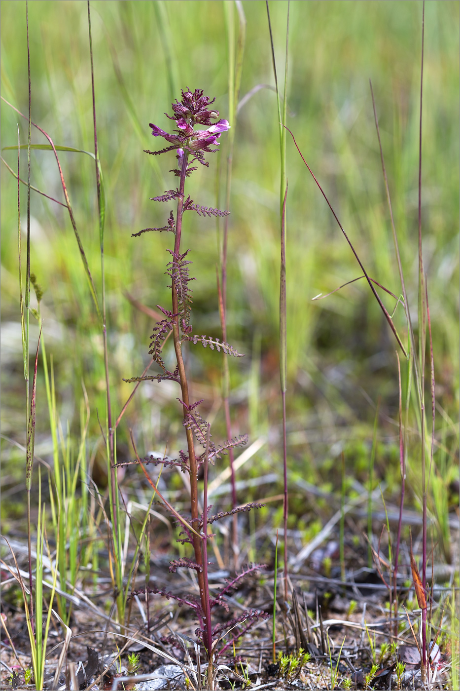 Изображение особи Pedicularis palustris.