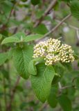 Viburnum lantana. Раскрывающееся соцветие и листья. Казахстан, Восточно-Казахстанская обл., г. Усть-Каменогорск, парк \"Жастар\", в культуре. 02.05.2024.