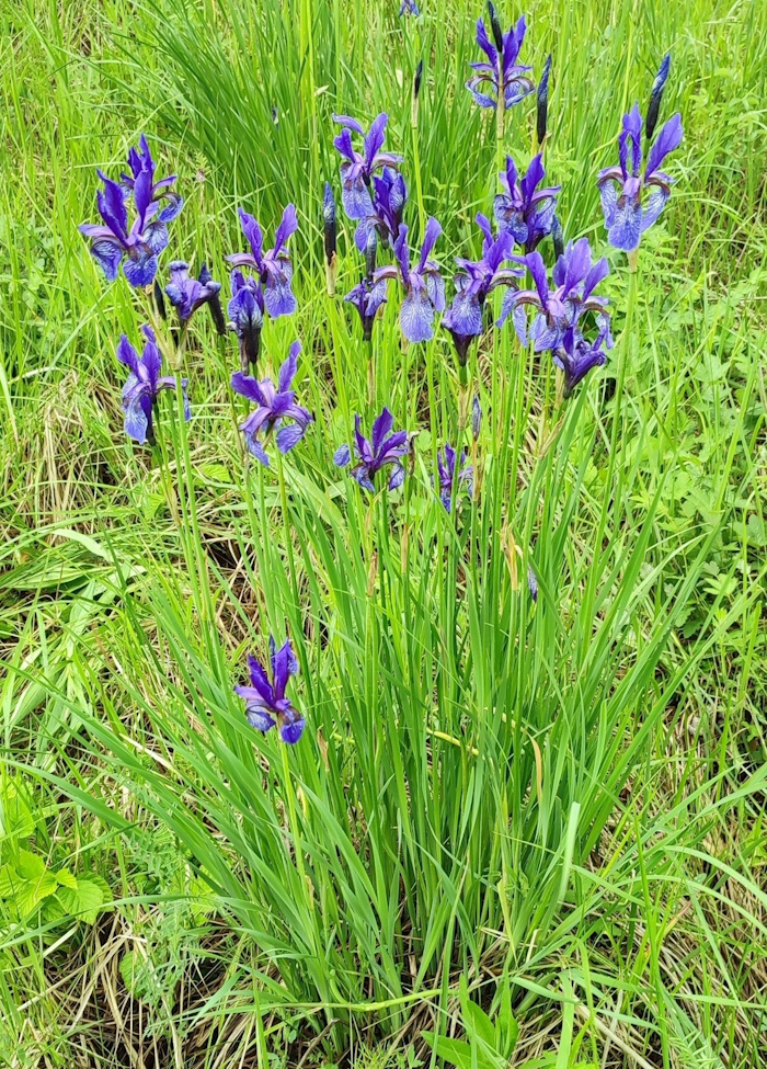 Изображение особи Iris sibirica.