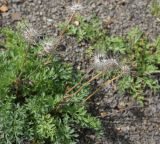 View full-size image genus Pulsatilla