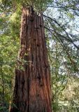 View full-size image Sequoia sempervirens