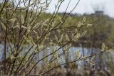 View full-size image genus Salix