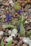 View full-size image Hyacinthella glabrescens