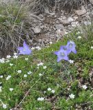 View full-size image Campanula biebersteiniana