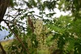 View full-size image Robinia pseudoacacia