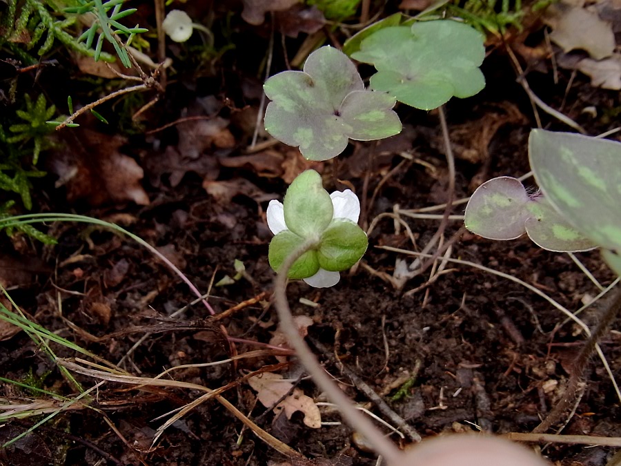 Image of Hepatica nobilis specimen.