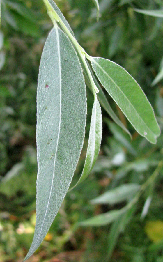 Image of Salix alba specimen.