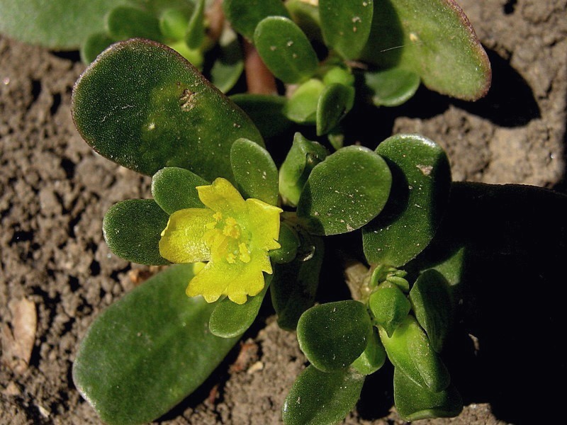 Изображение особи Portulaca oleracea.