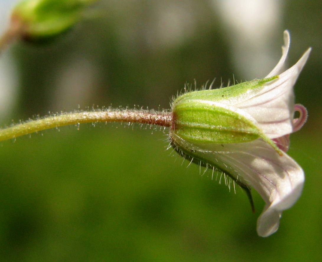 Image of Geranium krylovii specimen.