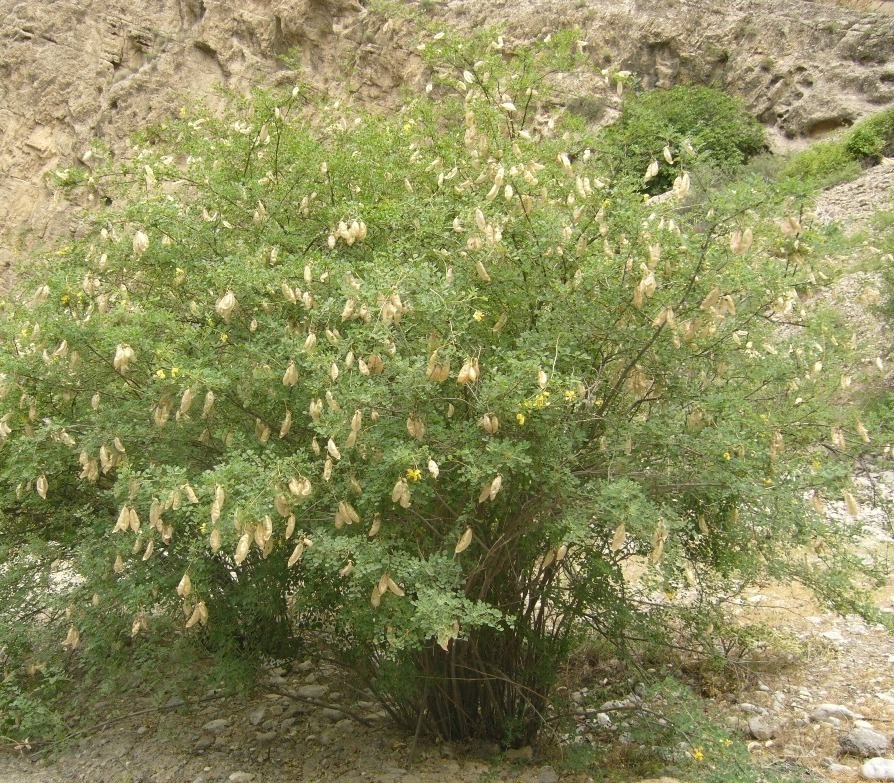 Image of Colutea buhsei specimen.