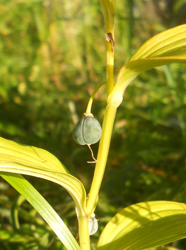 Image of Polygonatum odoratum specimen.