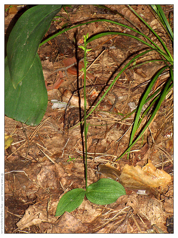 Image of Neottianthe cucullata specimen.