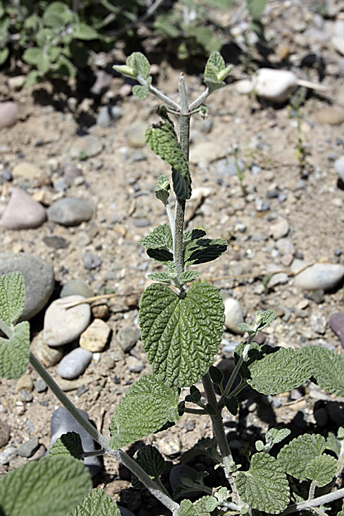 Изображение особи Nepeta olgae.