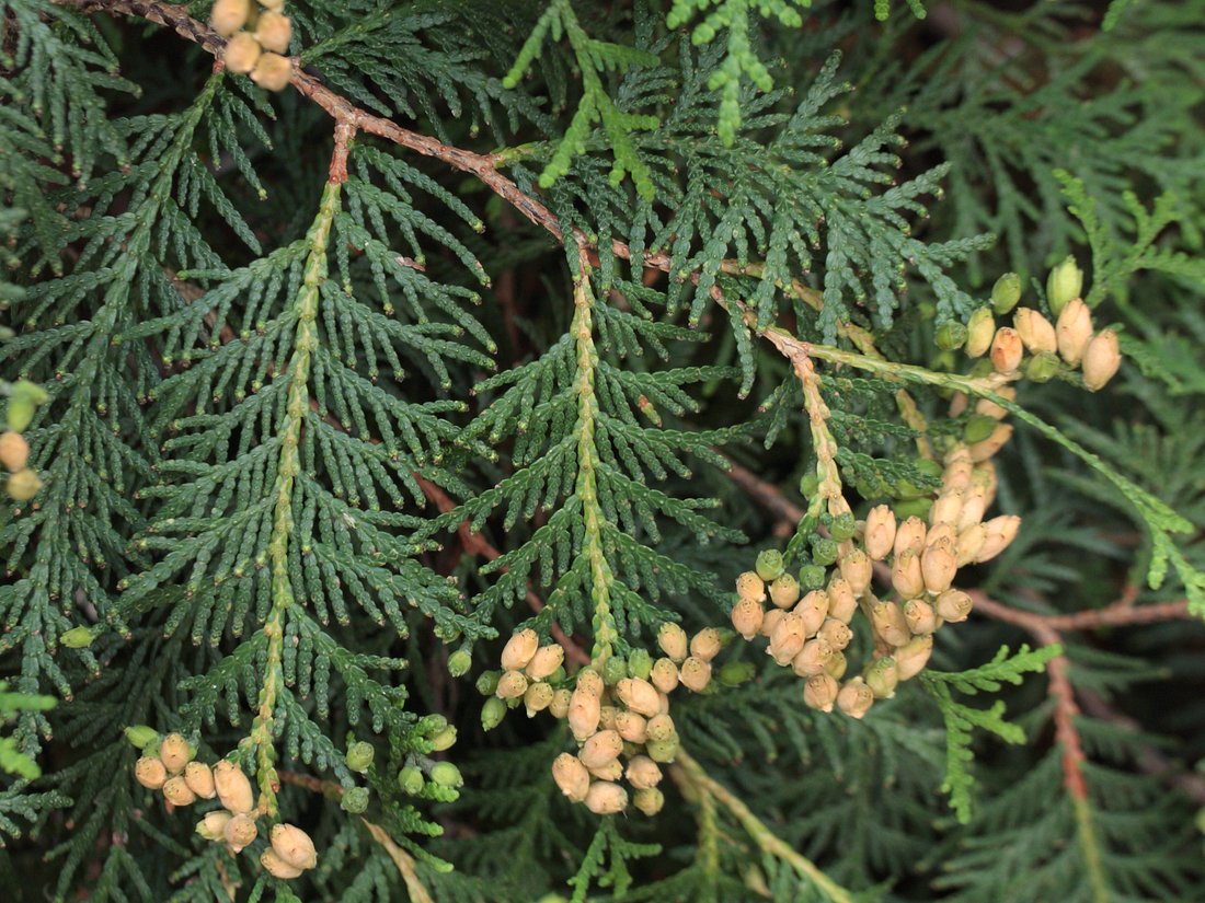 Изображение особи Thuja occidentalis.