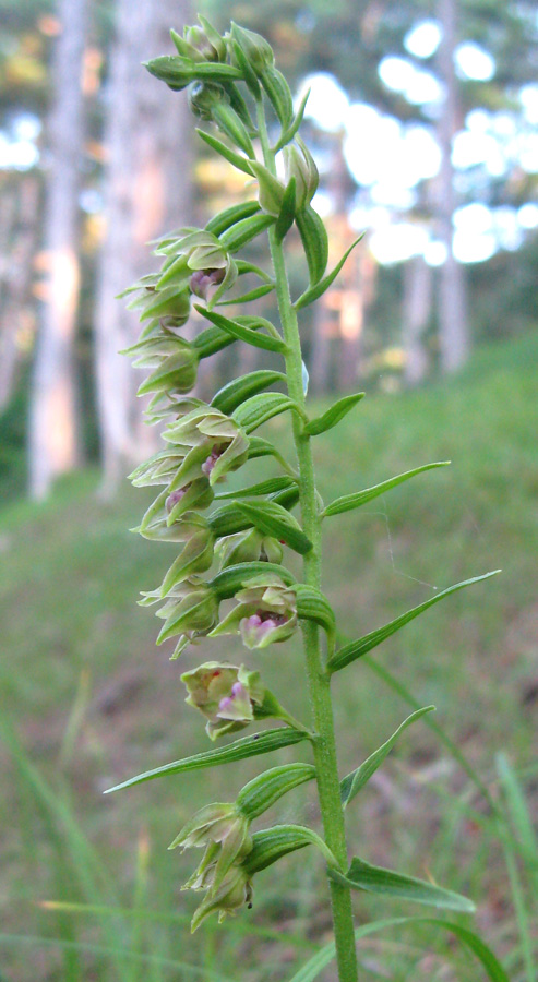 Изображение особи Epipactis persica.