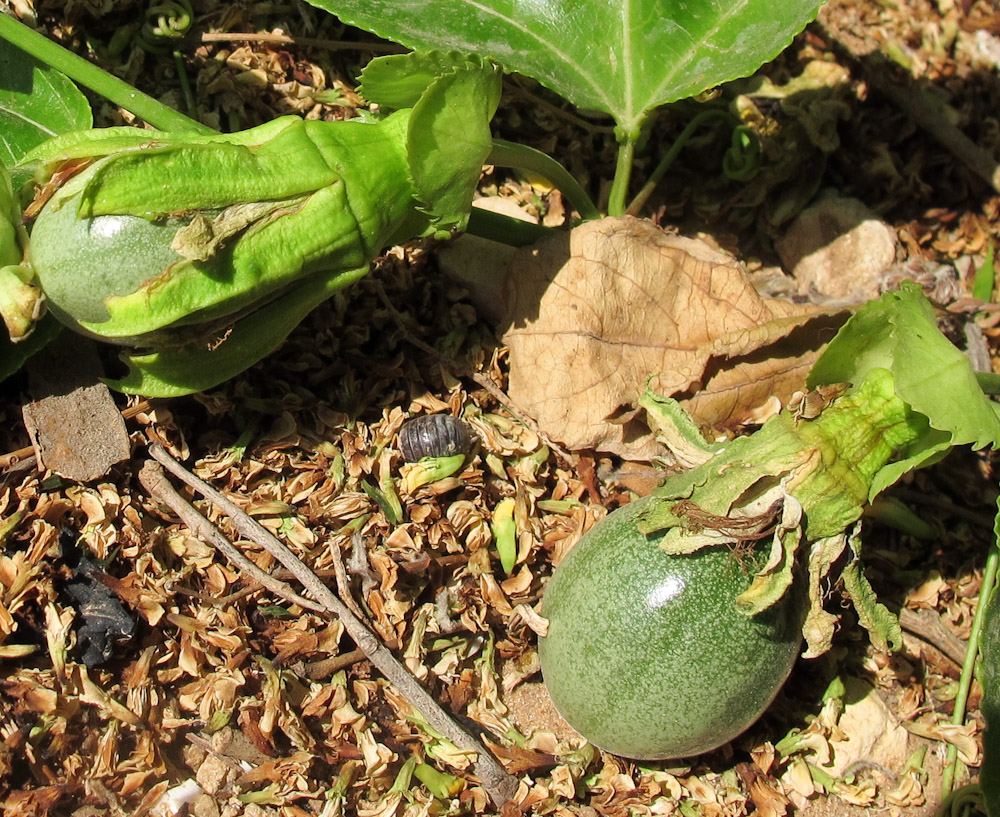 Image of Passiflora edulis specimen.