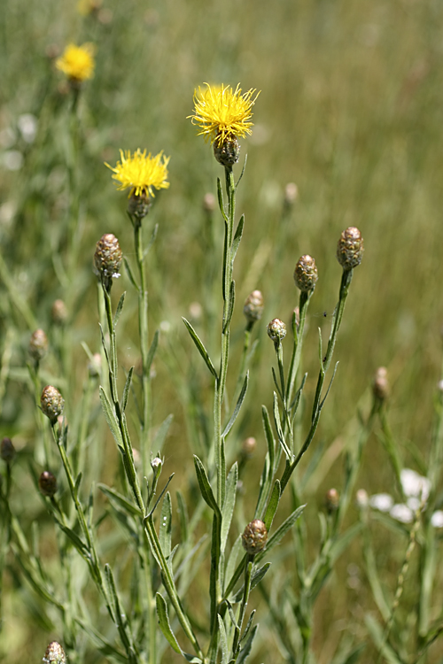 Image of Chartolepis intermedia specimen.