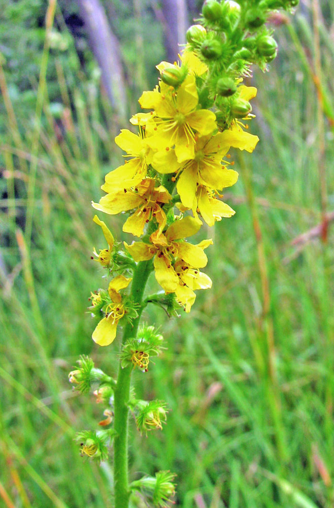 Image of Agrimonia eupatoria specimen.